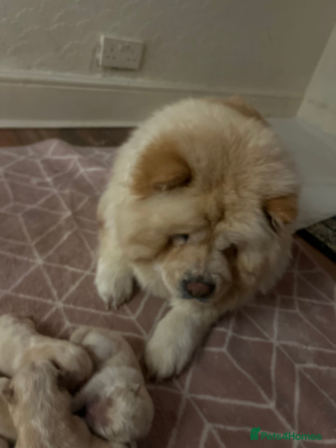 Chow Chow dogs for sale: Chow chow - Image 7