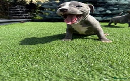 Staffordshire Bull Terrier dogs for sale: Staffordshire bull terrier puppies - Image 6