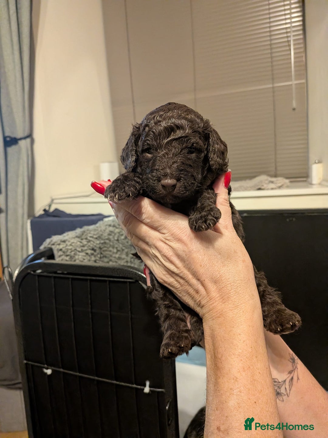 Mixed Breed dogs for sale: F1B Ttoodle Puppies  - Advert 3