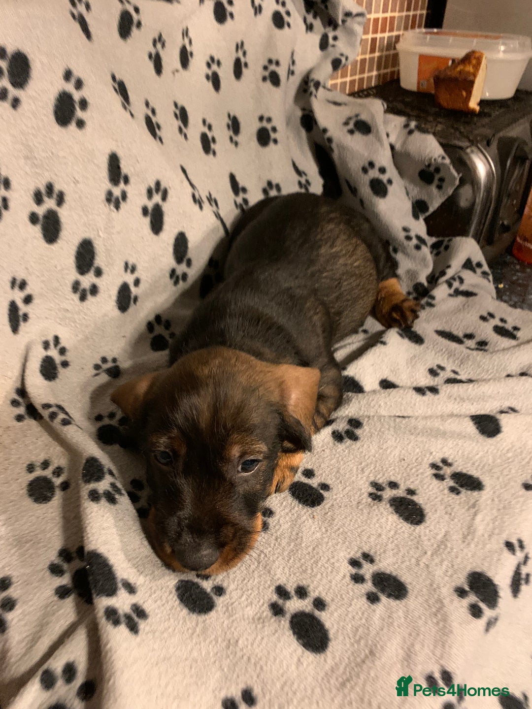 Dachshund dogs for sale: Standard wirehaired dachshund  - Advert 40