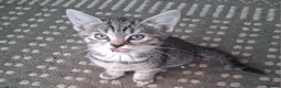 Mixed Breed cats for sale: Stunning Toyger striped tabbies 😻 - Advert 16