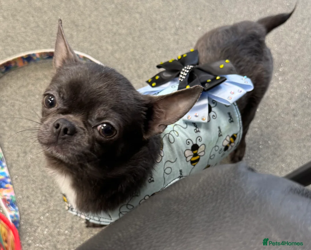 Chihuahua dogs for stud: Kc registered blue smooth coat for stud in South Shields - Advert 2