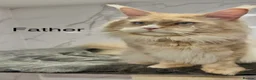 Maine Coon cats for sale: Polydactyl Maine Coon Import European bloodline - Advert 9
