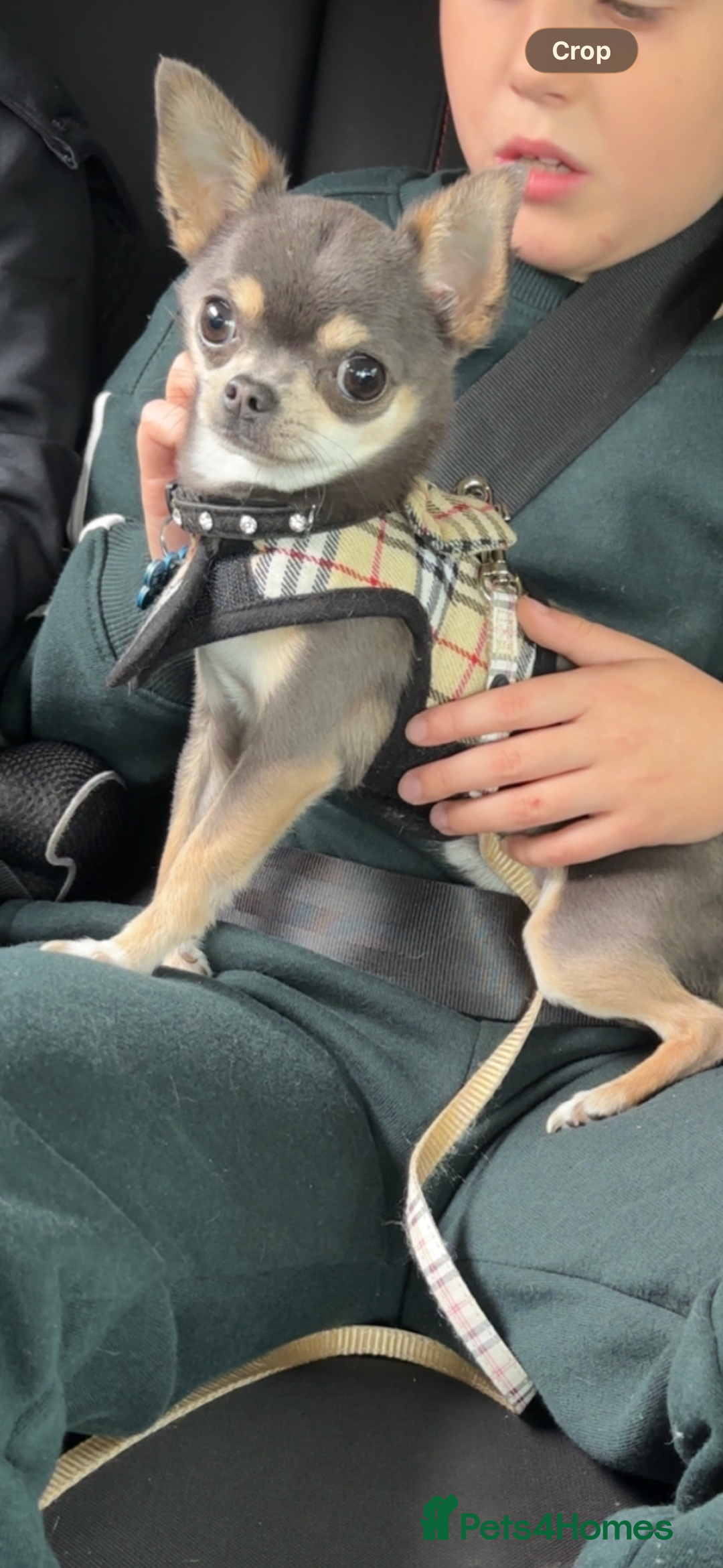 Chihuahua dogs for stud: Tiny blue boy for stud  - Advert 3