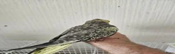 Mixed Breed birds for sale: Tame Kakariki and cockatiel chicks  - Advert 12