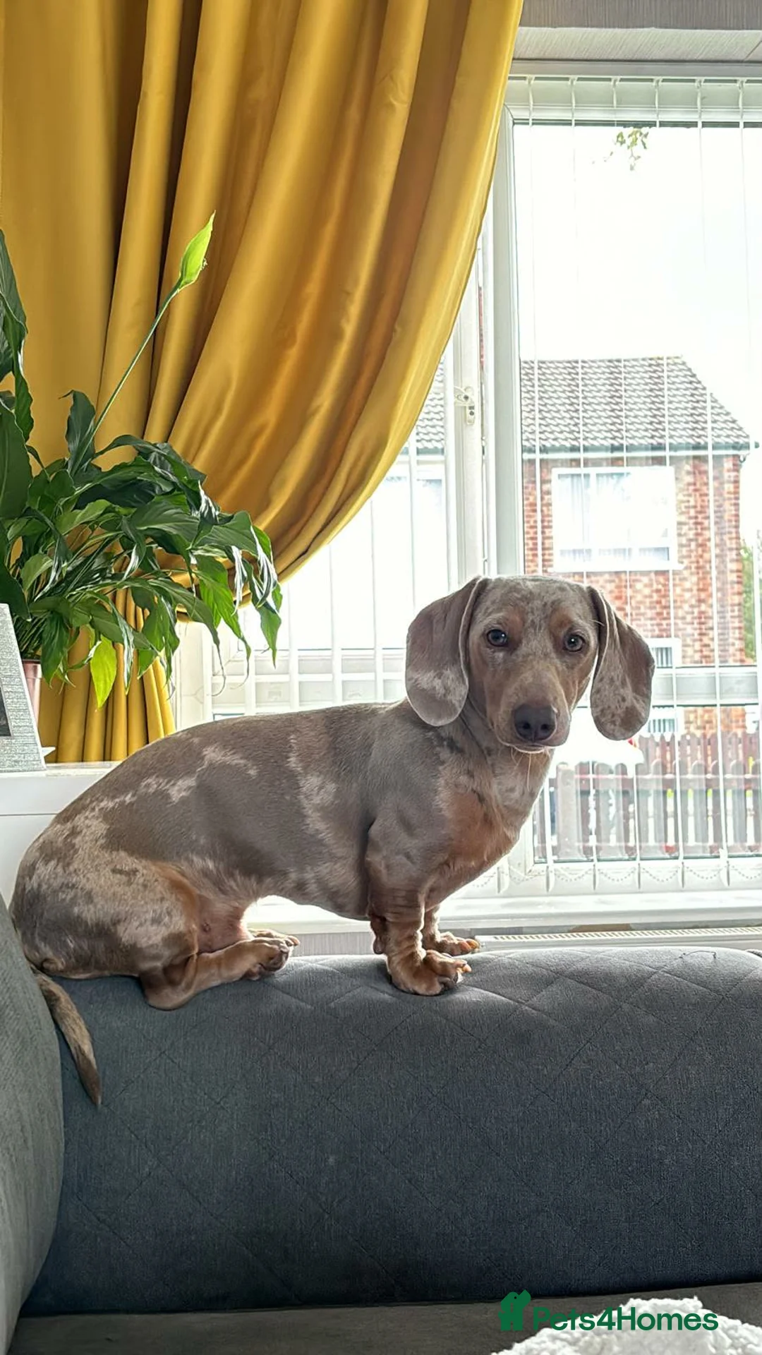 Miniature Dachshund dogs for stud: Harlo now available for STUD - Advert 4