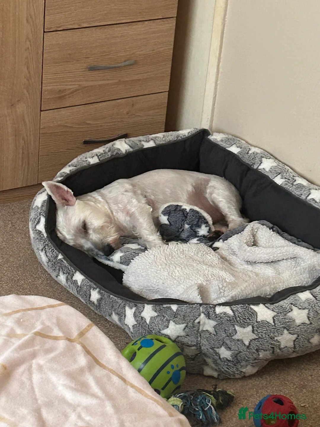 Mixed Breed dogs for stud: West highland terrier/Bichon frise stud. in Swansea - Advert 4