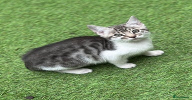 Mixed Breed cats - Advert 10