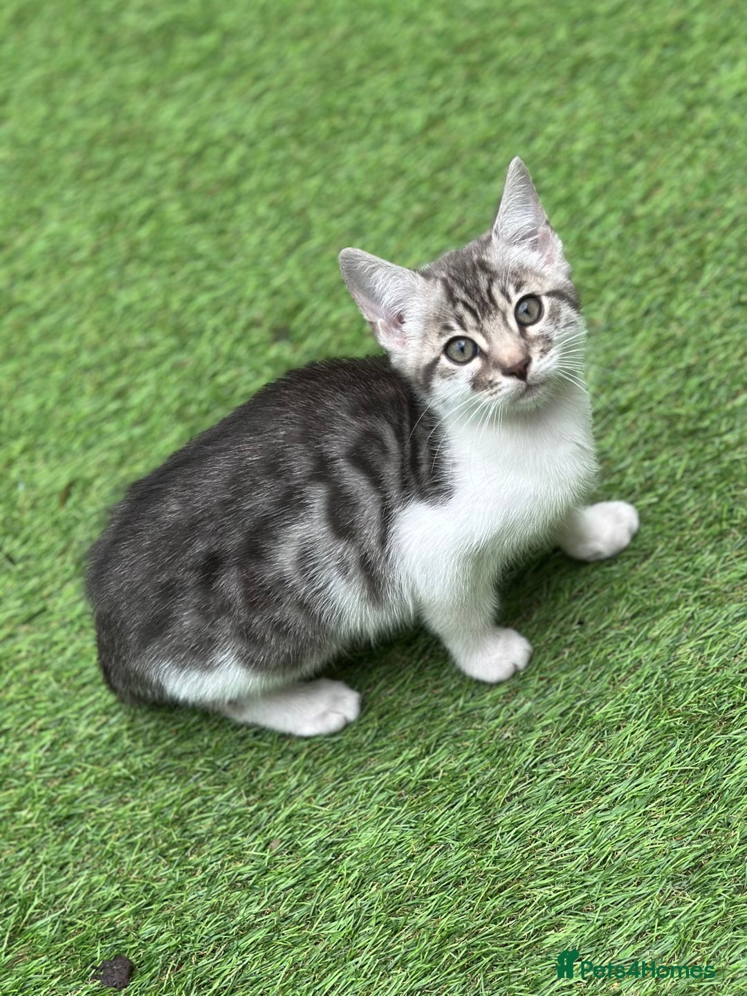 Mixed Breed cats for sale: Adorable Bengal Cross Kittens!! - Image 2