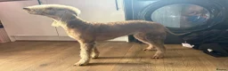Bedlington Terrier dogs for sale: KC bedlington terrier pups 1 girl & 1 boy  - Advert 1