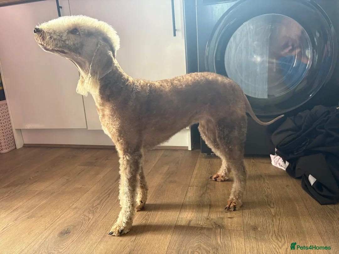 Bedlington Terrier dogs for sale: KC bedlington terrier pups 1 girl & 1 boy  - Advert 1
