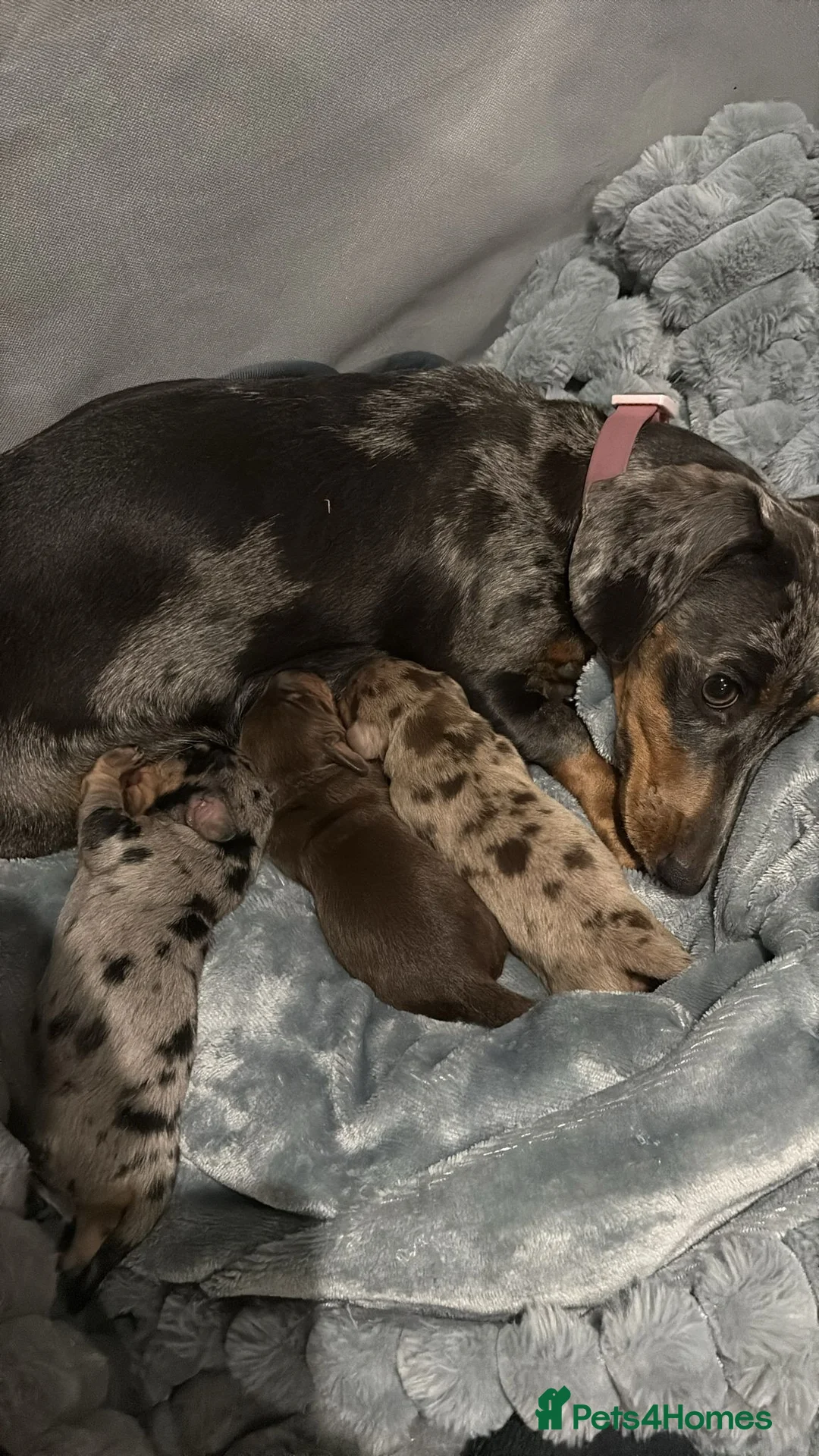 Dachshund dogs for sale: Beautiful miniature Dachshund Puppies - Advert 9