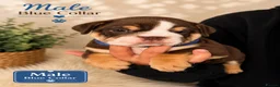 English Bulldog dogs for sale: KC English bulldogs puppies  - Advert 6