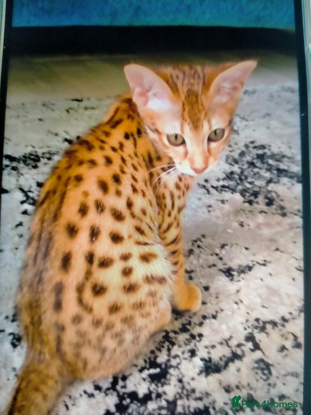 Savannah cats for sale: F3 savannah girls Tica reg + silver boy - Image 23