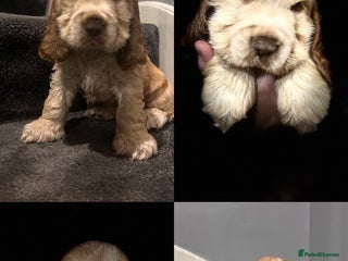 Cocker Spaniel dogs 💚2 boys available 💚show cocker spaniel puppies - Advert 9