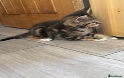 Mixed Breed cats for sale: 😻Happy kittens 😻 - Image 4