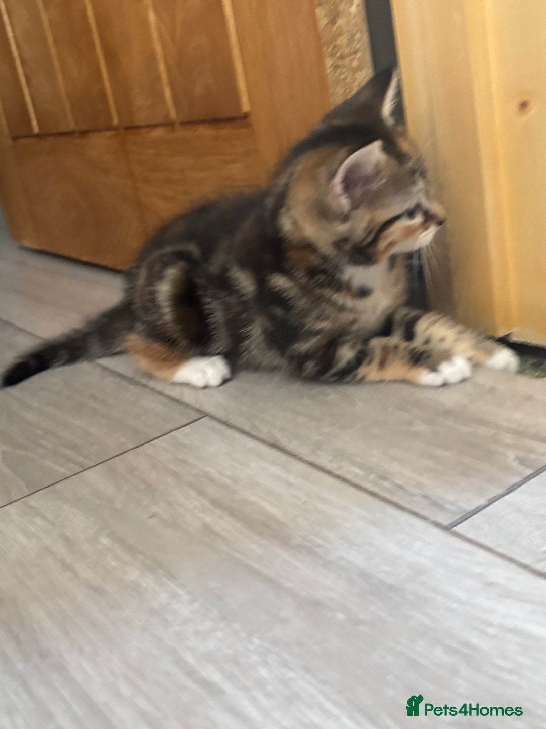 Mixed Breed cats for sale: 😻Happy kittens 😻 - Image 4