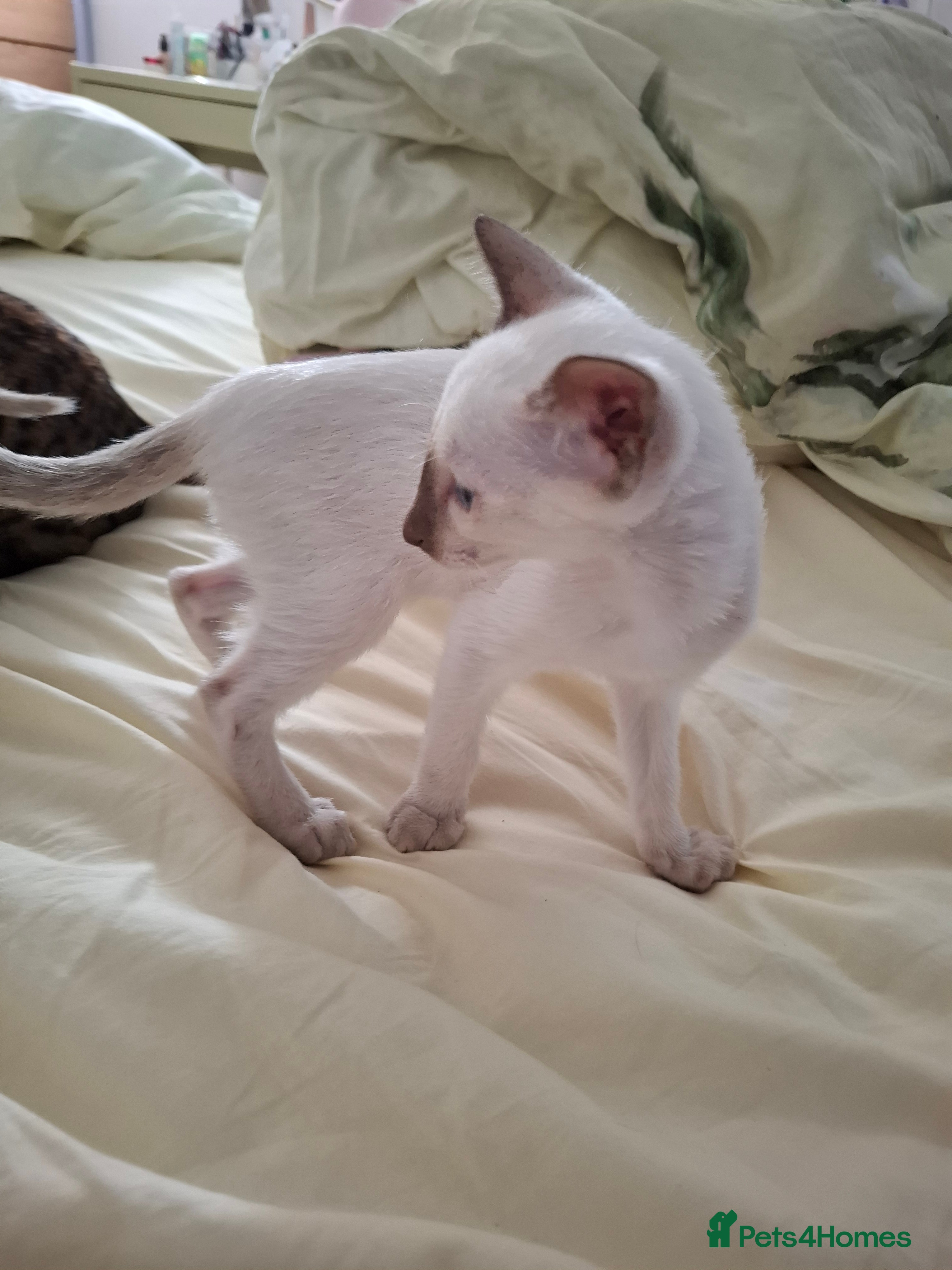 Siamese cats Siamese male kitten for adoption - Advert 10
