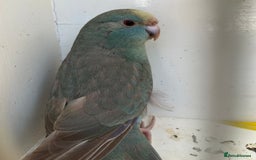 Parakeets birds for sale: Hen kakariki Cinnamon Blue & Buttercup - Image 1