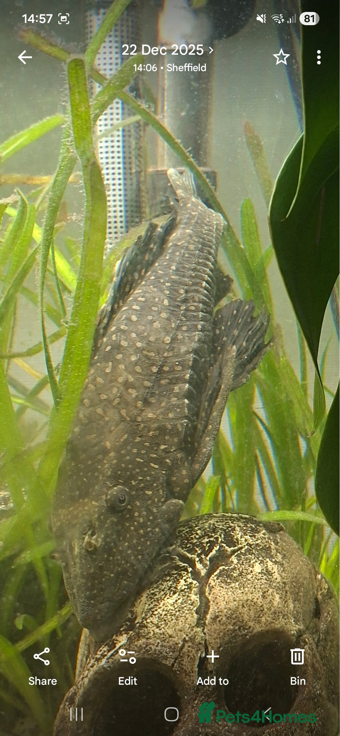 Catfish fish for sale: Catfish  - Advert 5