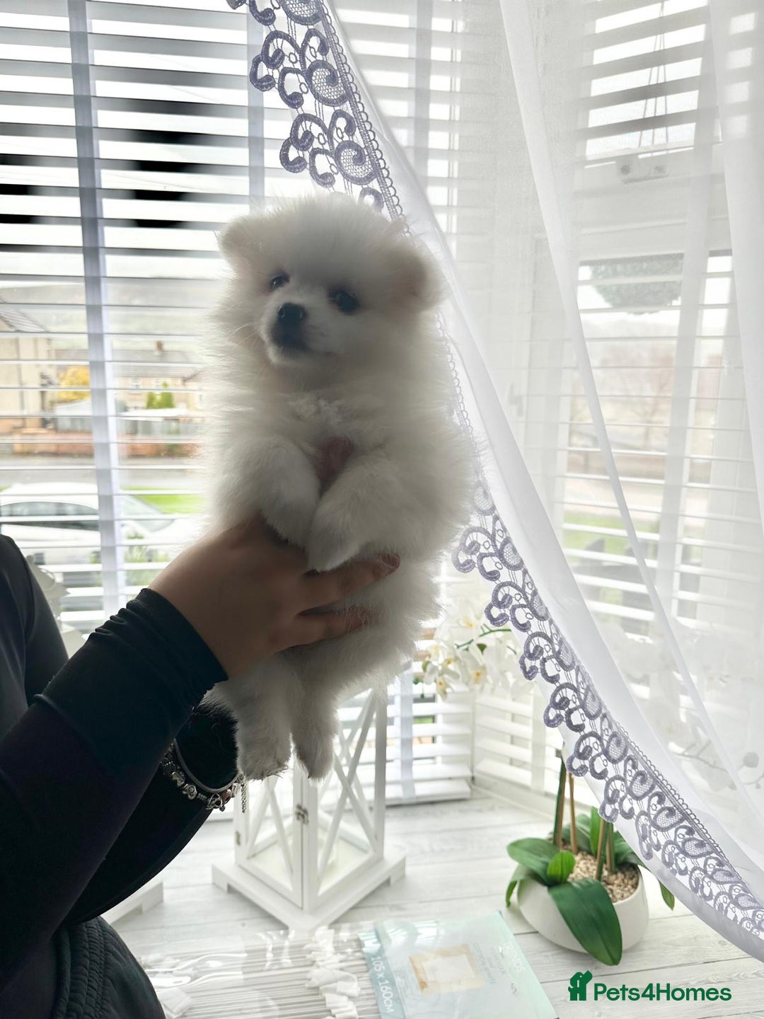 Pomeranian dogs for sale: Quality Pomeranian girls ready NOW ❤ - Image 15