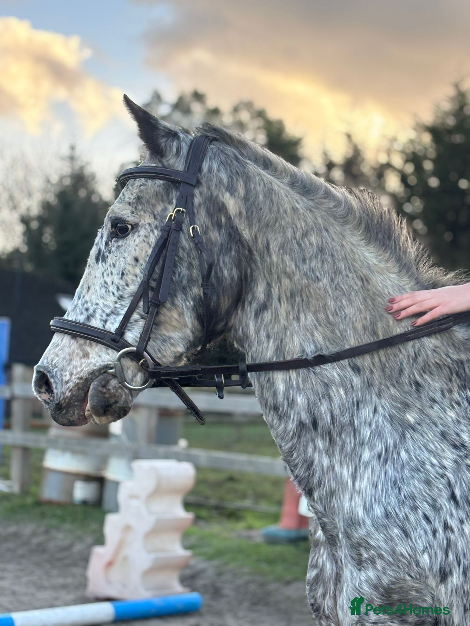 English Thoroughbred horses Super safe anyones ride - Advert 1