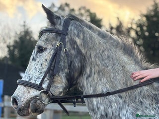 English Thoroughbred horses Super safe anyones ride - Advert 1