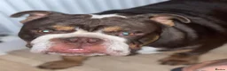 English Bulldog dogs for stud: chocolate tri british bulldog for stud  - Advert 5