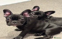 French Bulldog dogs for sale: French Bulldog Puppies 3 Months Old Girl and Boy  - Image 20
