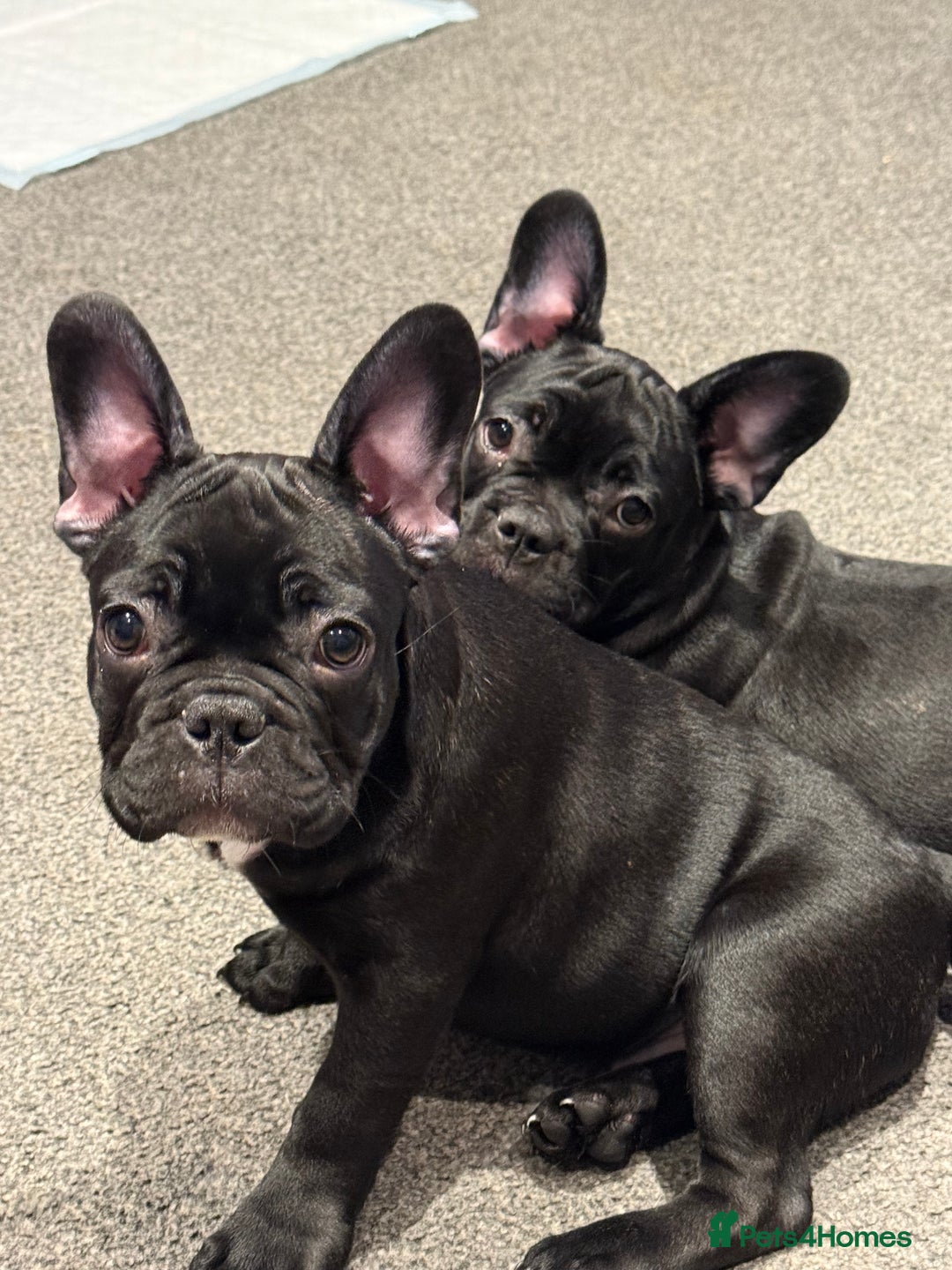 French Bulldog dogs for sale: French Bulldog Puppies 3 Months Old Girl and Boy  - Image 20