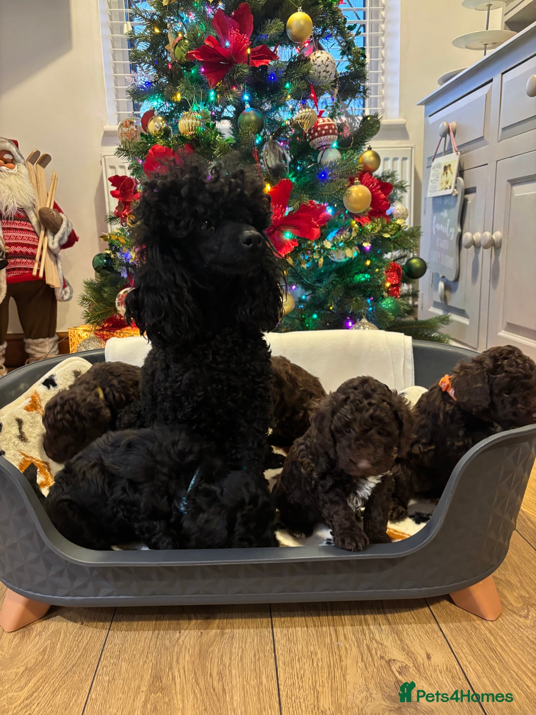 Miniature Poodle dogs for sale: 🐾 Beautiful Miniature Poodle Puppies Available🐾 - Advert 4