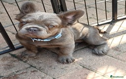 French Bulldog dogs for sale: Fluffy French bulldogs - Image 27