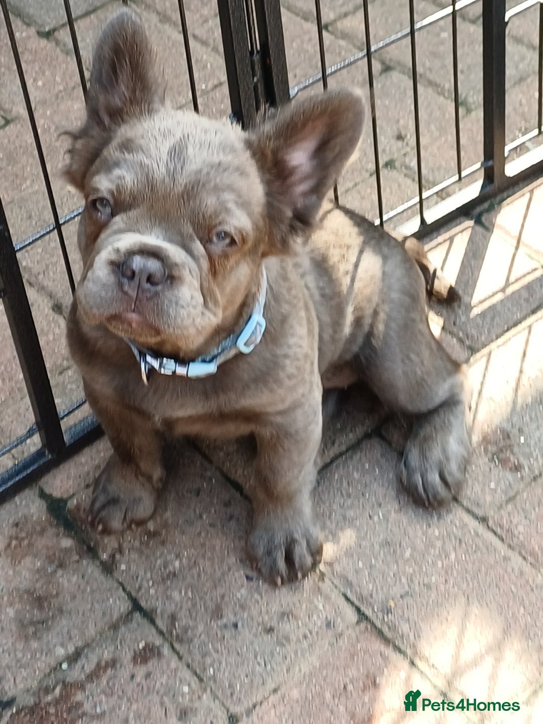 French Bulldog dogs for sale: Fluffy French bulldogs - Image 27