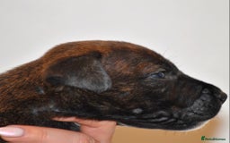 Belgian Shepherd Dog dogs for sale: Exceptional Herders from World-Class Lines - Image 34