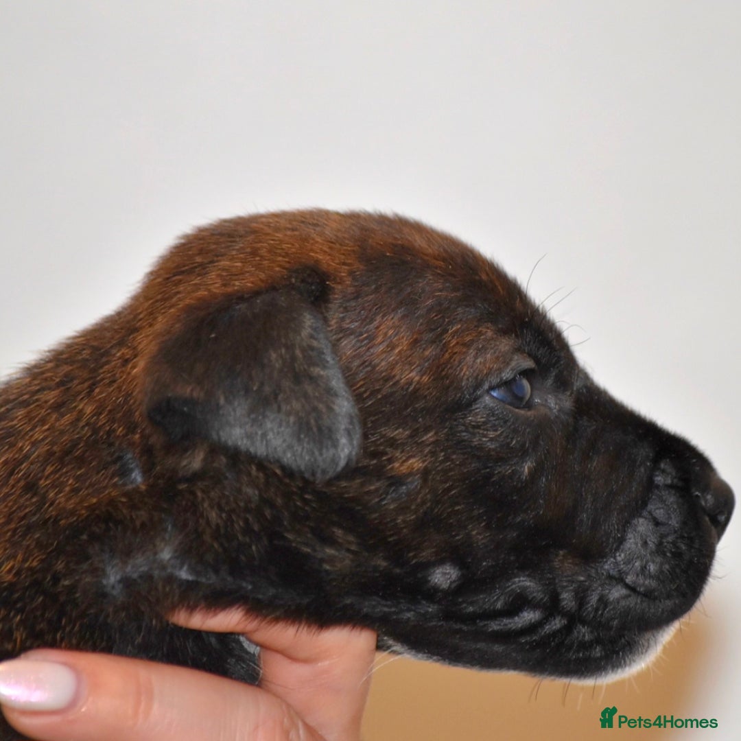 Belgian Shepherd Dog dogs for sale: Exceptional Herders from World-Class Lines - Image 34