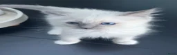 Ragdoll cats for sale: Ragdoll kittens GCCF registered  - Advert 4