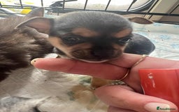 Chihuahua dogs for sale: short haired chihuahua  - Image 2