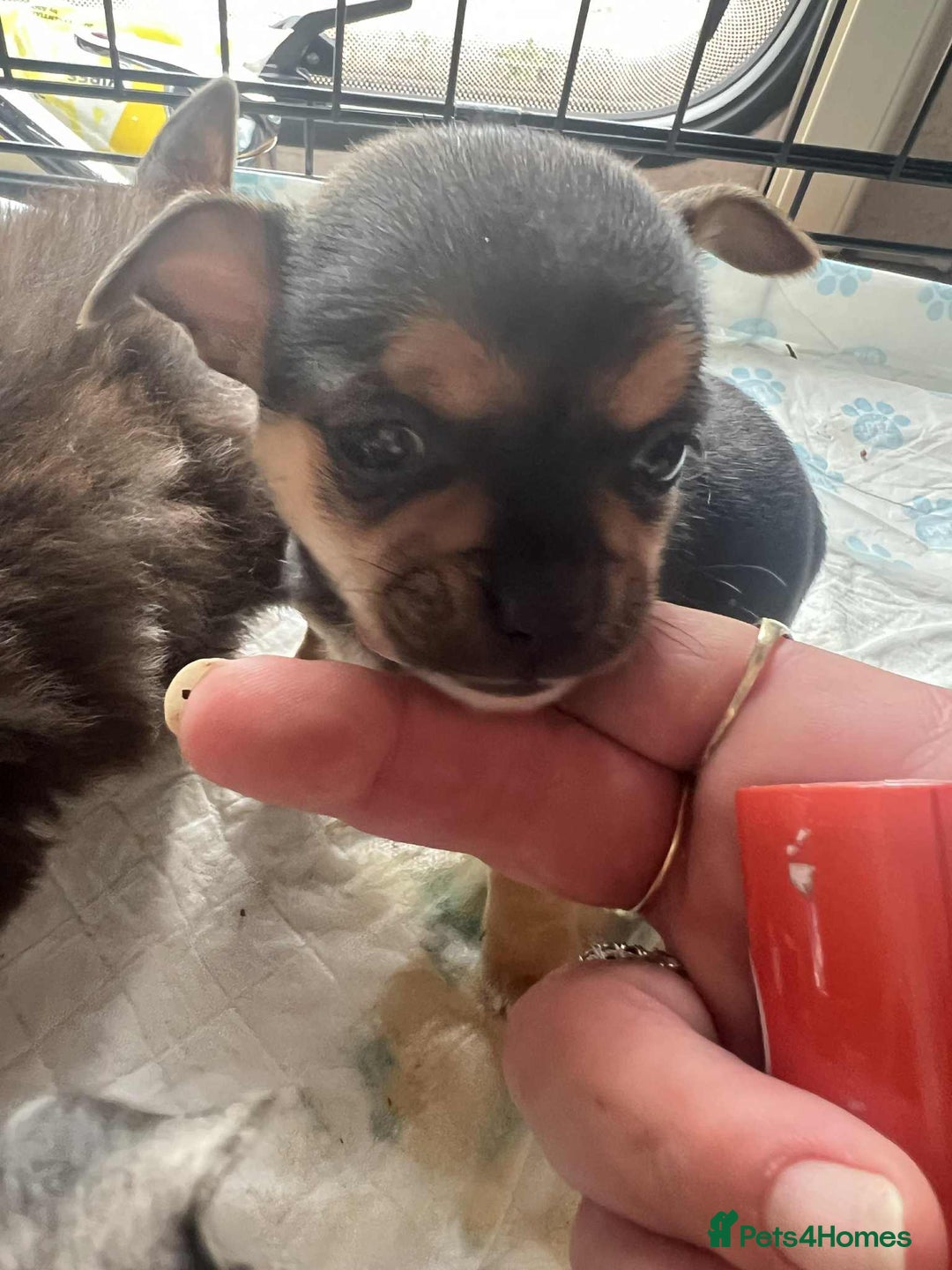 Chihuahua dogs for sale: short haired chihuahua  - Image 2