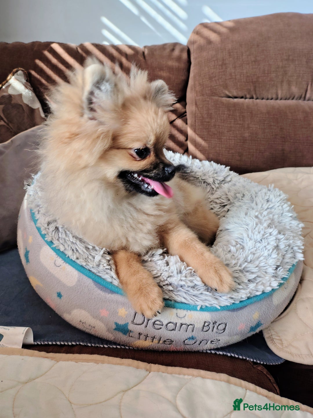 Pomeranian dogs for sale: Pom puppys with Kc reg , pedigree for sale - Image 3