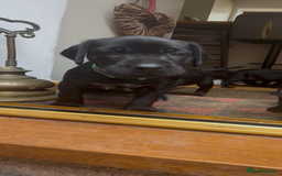 Mixed Breed dogs for sale: Pointerdors ONLY 1 girl left ready now  - Image 13