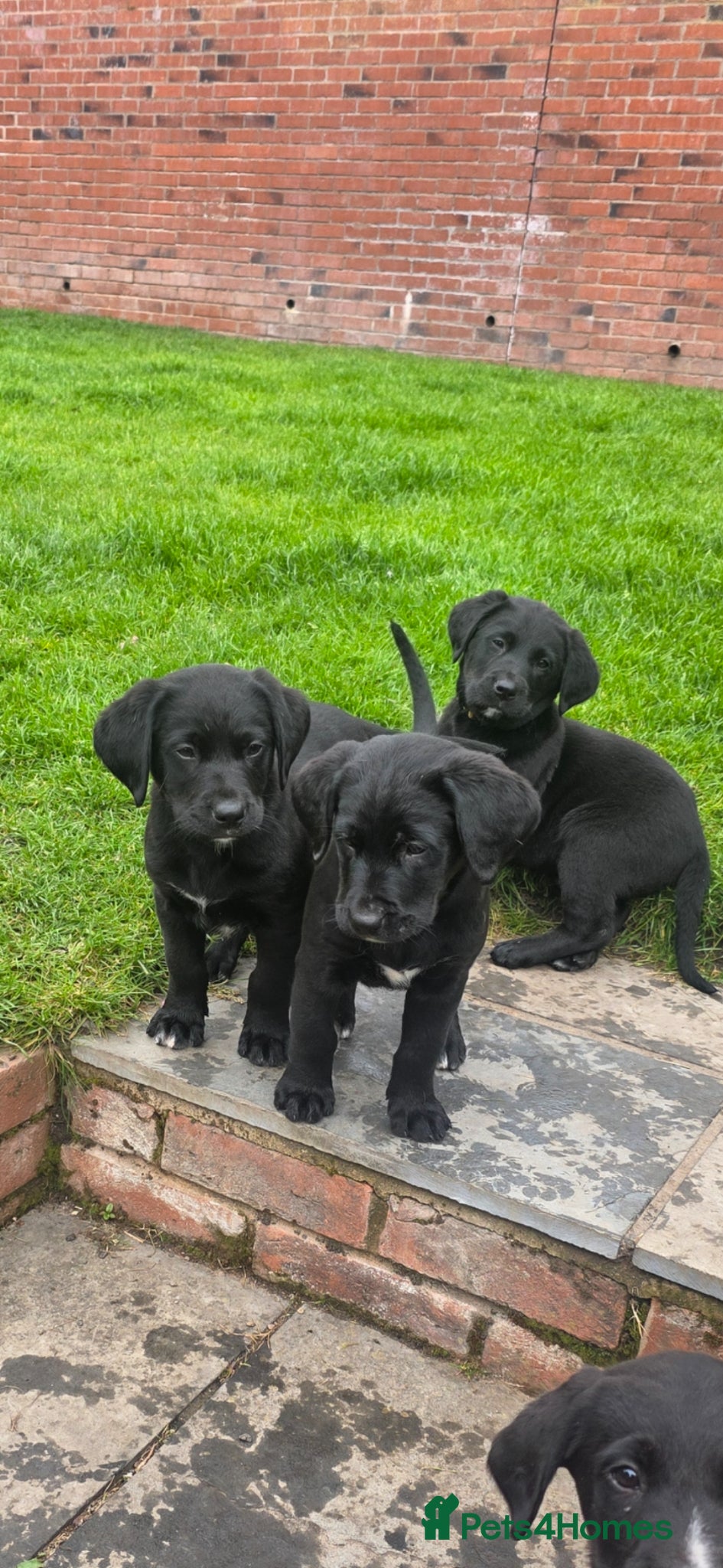 Mixed Breed dogs Labernese F1 Puppies - Advert 1