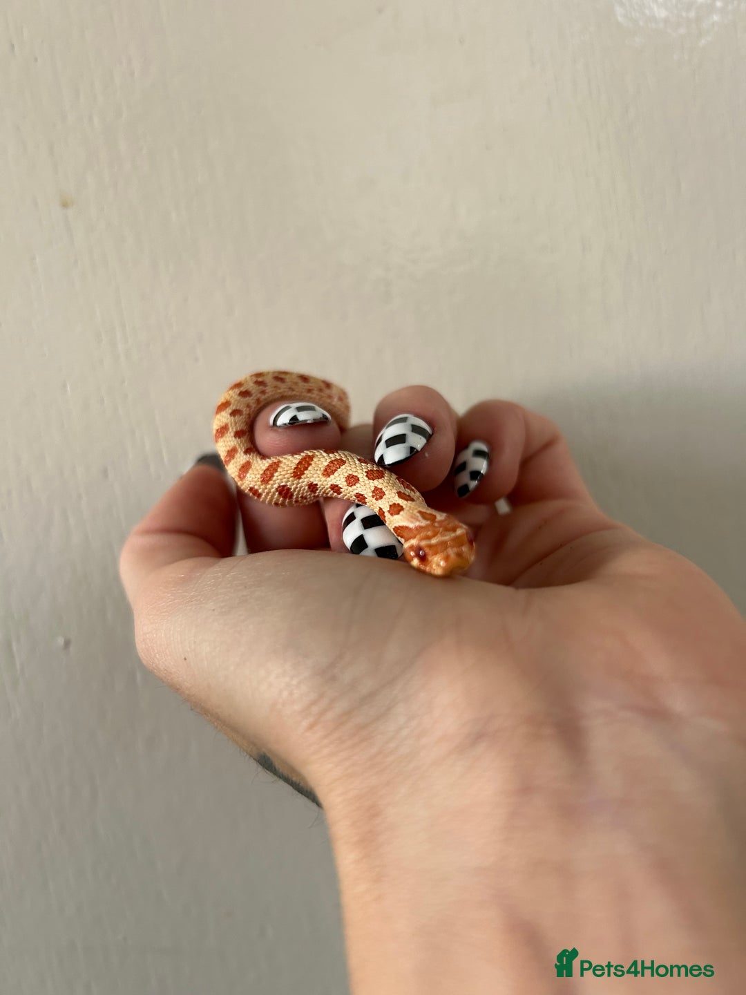 Snake reptiles for sale: Albino Weston hognose  - Advert 1