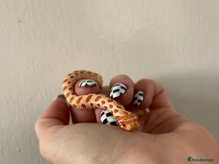 Snake reptiles Albino Weston hognose - Advert 1
