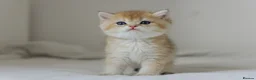 British Shorthair cats for sale: Golden Blue and Golden BSH kittens - Advert 23