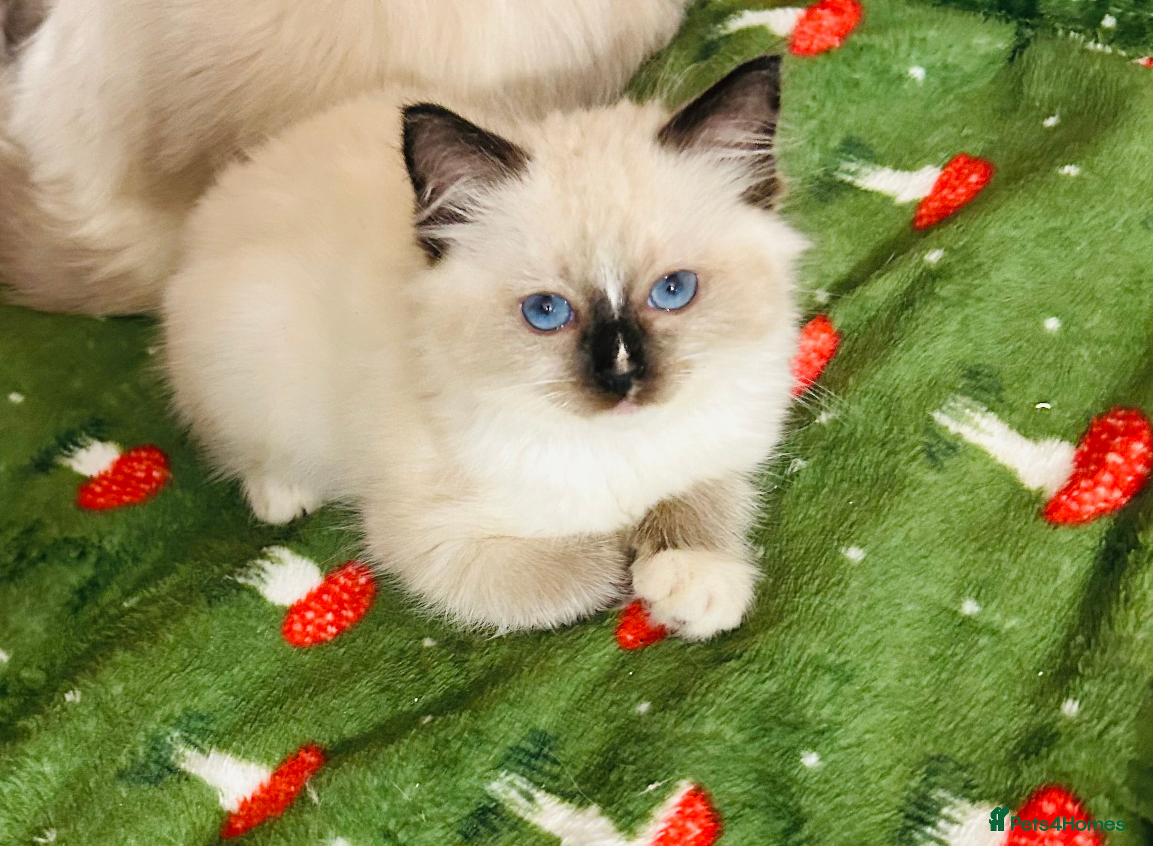 Ragdoll cats Cute little Ragdoll kittens for sale 💕🐱🐱 - Advert 6