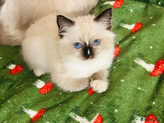 Ragdoll cats Cute little Ragdoll kittens for sale 💕🐱🐱 - Advert 6