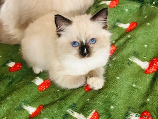 Ragdoll cats Cute little Ragdoll kittens for sale 💕🐱🐱 - Advert 8