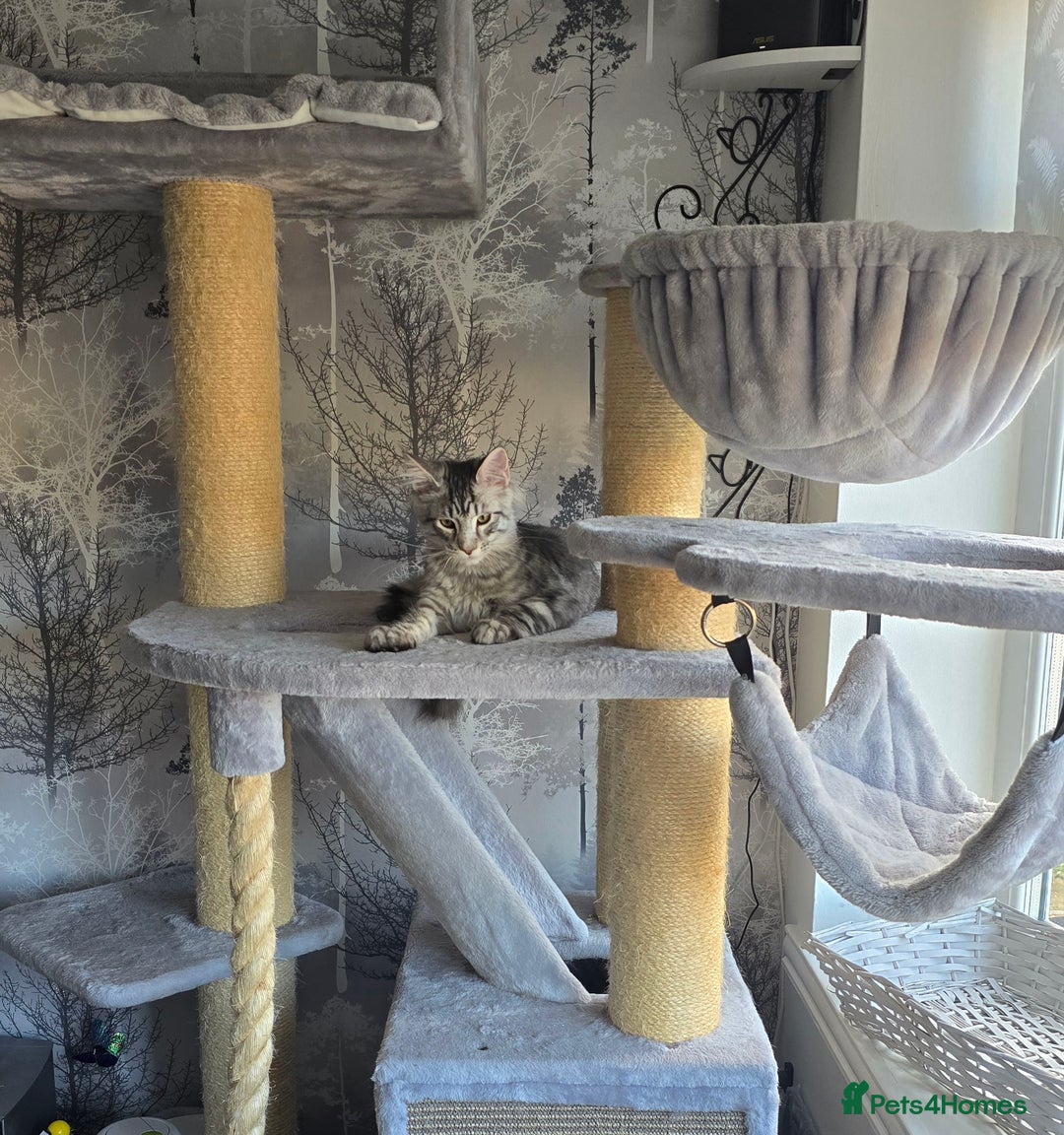 Maine Coon cats for sale: Last male Maine coon kitten READY European lines  - Image 5