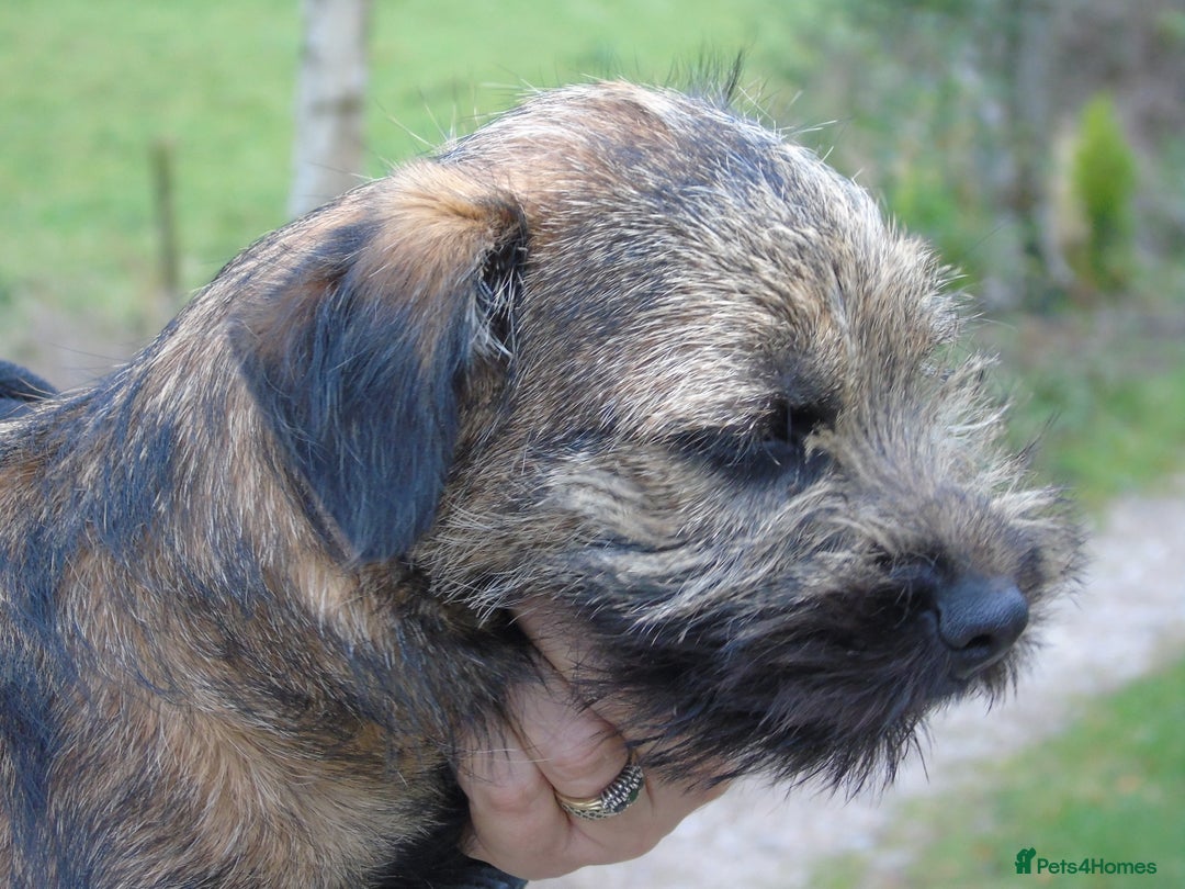 Border Terrier dogs for stud: kc proven border terriers slem clear for stud in Belper - Image 6