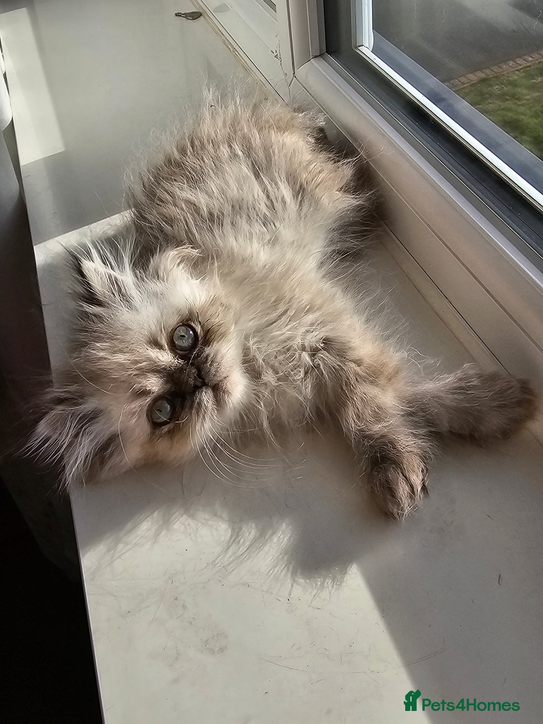 Persian cats for sale: Persian girl kitten  - Image 1